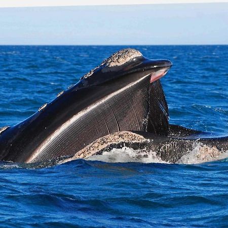 El Canto De La Ballena Loft 1 Puerto Pirámides Eksteriør billede